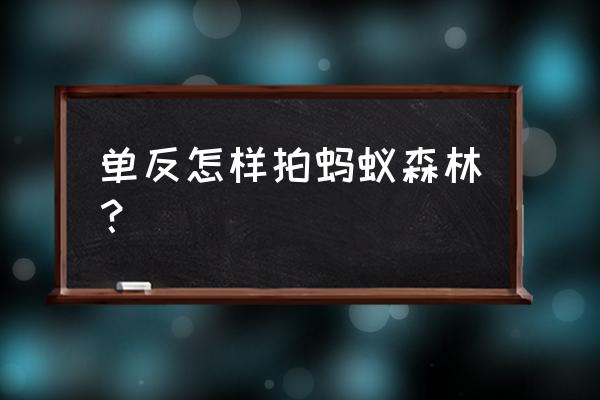 就请教一个问题拍蚂蚁用什么镜头 单反怎样拍蚂蚁森林？