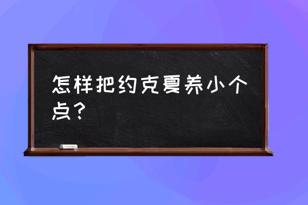 怎样养好约克夏 怎样把约克夏养小个点？