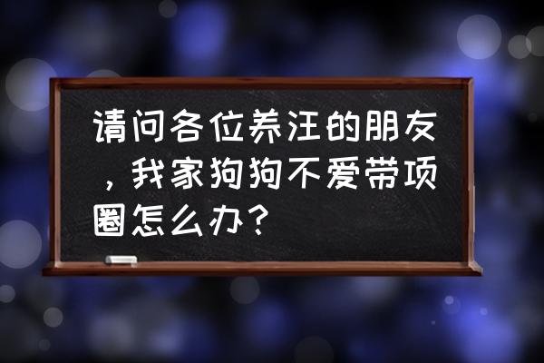 小萌汪玩的游戏 请问各位养汪的朋友，我家狗狗不爱带项圈怎么办？