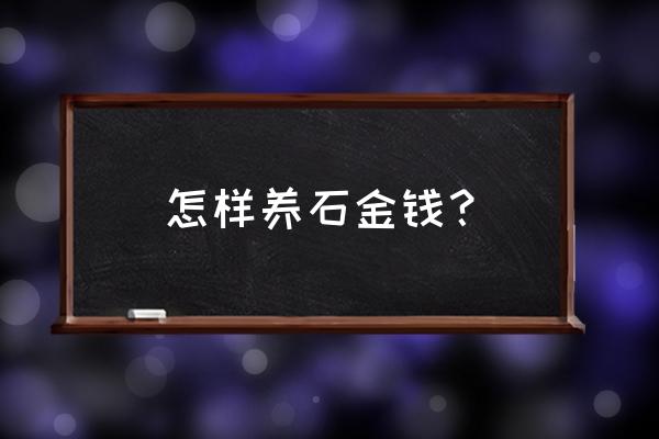 石金钱龟怎么养才不怕人 怎样养石金钱？