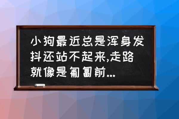 训练狗匍匐前进的方法 小狗最近总是浑身发抖还站不起来,走路就像是匍匐前进，是怎么了，谢谢？