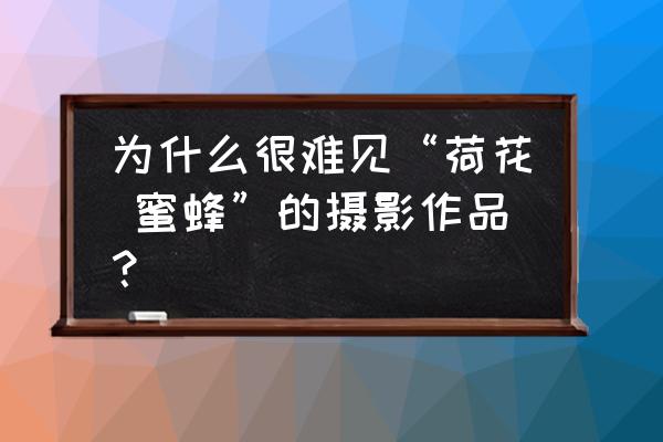 蜜蜂生活环境照片怎么拍 为什么很难见“荷花 蜜蜂”的摄影作品？