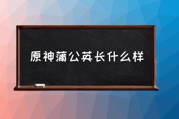 原神蒲公英海狐狸第二卷怎么获得 原神蒲公英长什么样