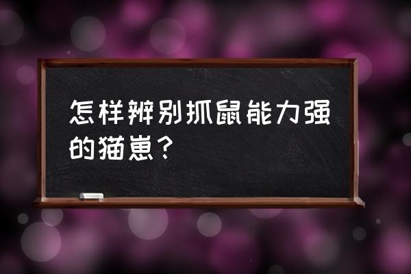 怎么分辨哪种猫最会抓老鼠 怎样辨别抓鼠能力强的猫崽？