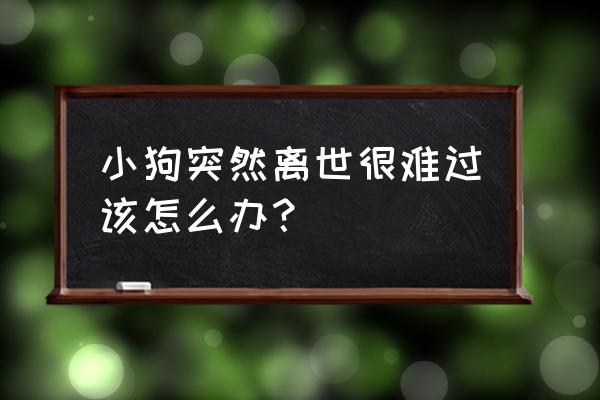 朋友的宠物死了我该怎么安慰她 小狗突然离世很难过该怎么办？