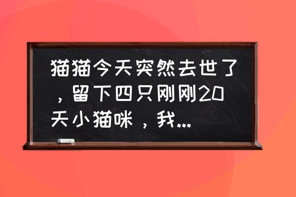 给小猫断奶后母猫怎么办 猫猫今天突然去世了，留下四只刚刚20天小猫咪，我该怎么养，家在农村没有猫粮和奶，怎么办好？