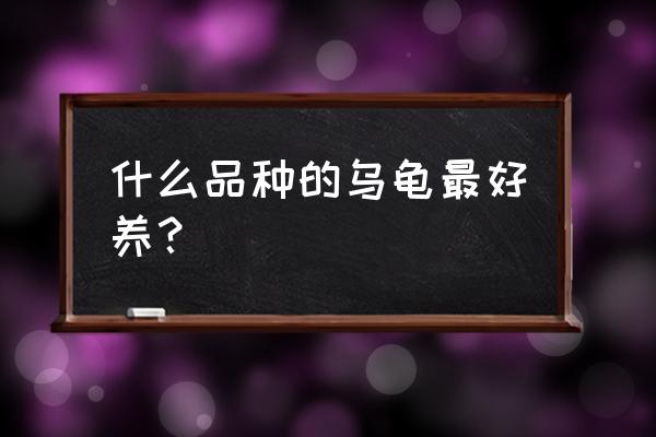 十大最好养的乌龟 什么品种的乌龟最好养？