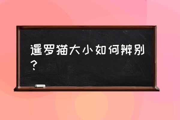 暹罗猫有黑下巴怎么去除 暹罗猫大小如何辨别？