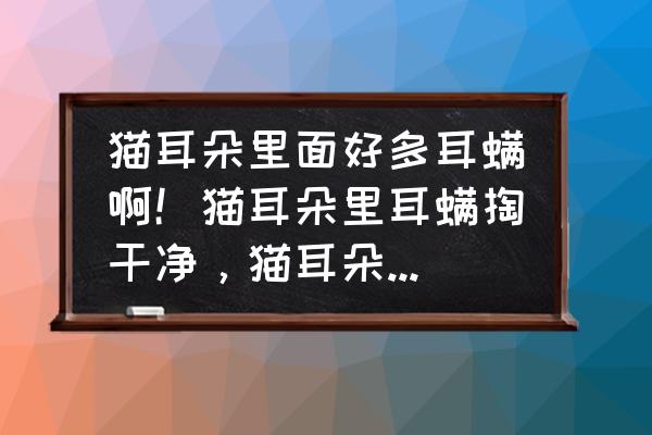 猫耳朵外脏东西怎么彻底清除 猫耳朵里面好多耳螨啊！猫耳朵里耳螨掏干净，猫耳朵里面有耳螨能掏耳朵吗？