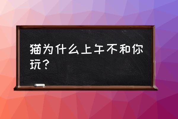 遇见你的猫多久互动一次 猫为什么上午不和你玩？