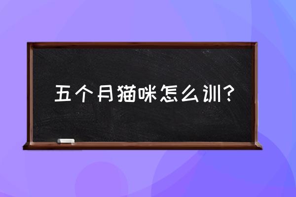 四个月猫咪怎么喂养 五个月猫咪怎么训？