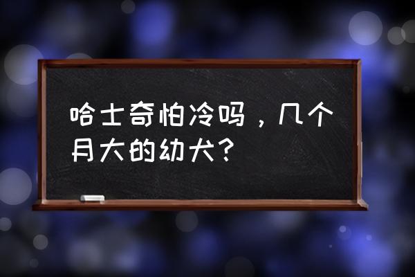 哈士奇冬天在室外怕冷吗 哈士奇怕冷吗，几个月大的幼犬？