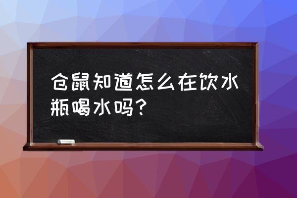 怎么给仓鼠的水壶加水 仓鼠知道怎么在饮水瓶喝水吗？