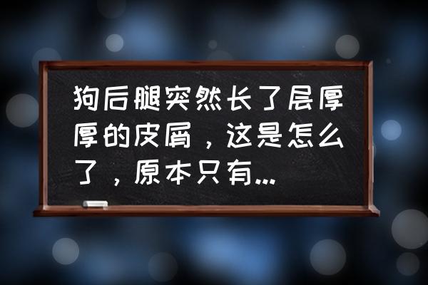 狗狗身上掉皮屑怎么回事 狗后腿突然长了层厚厚的皮屑，这是怎么了，原本只有鼻子掉毛，抹了几天药好了些，现在腿上又不知怎么了？