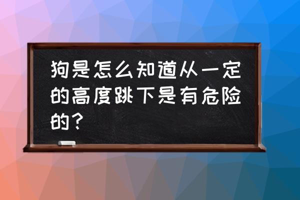 如何判别狗狗的受伤程度 狗是怎么知道从一定的高度跳下是有危险的？