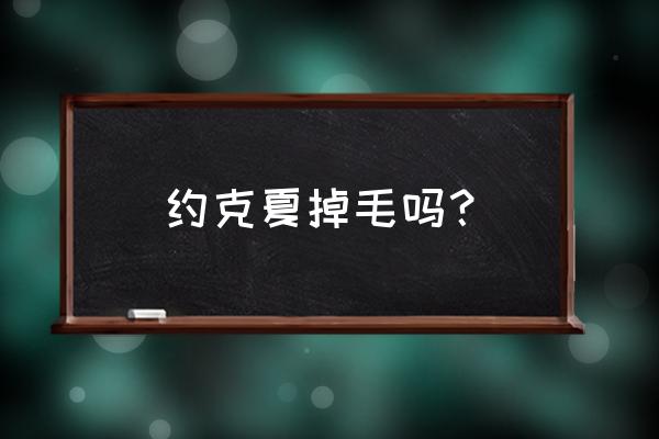 约克夏掉毛严重怎么办让它不掉 约克夏掉毛吗？