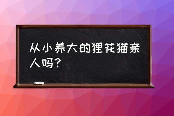 狸花猫三个月就大了还会认主吗 从小养大的狸花猫亲人吗？