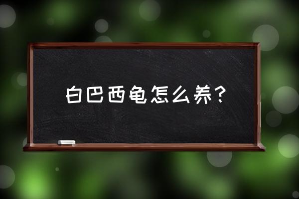 巴西龟怎么养会认可主人 白巴西龟怎么养？