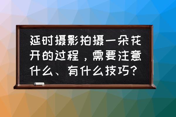 延时摄影怎么用的 延时摄影拍摄一朵花开的过程，需要注意什么、有什么技巧？