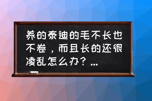 狗狗毛发不好该如何解决 养的泰迪的毛不长也不卷，而且长的还很凌乱怎么办？如何打理？