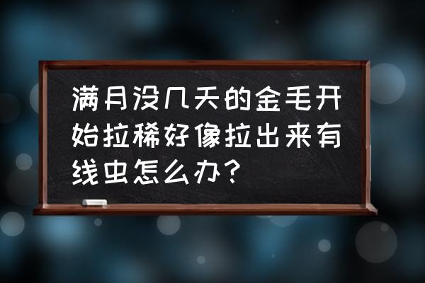 没满月的小狗拉稀 满月没几天的金毛开始拉稀好像拉出来有线虫怎么办？