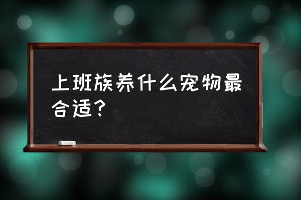 上班族适合养的互动性高的宠物 上班族养什么宠物最合适？