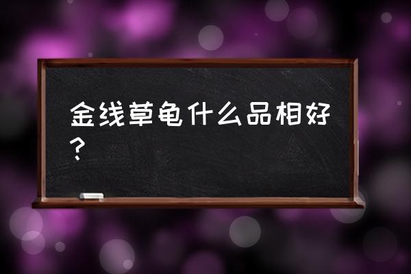 外塘草龟买回来好养吗 金线草龟什么品相好？