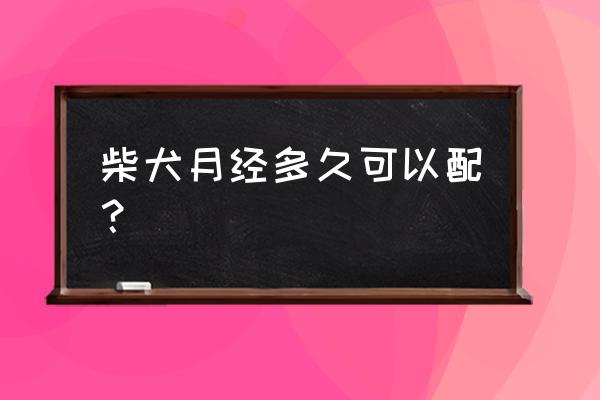 八个月大柴犬给人咬出血了怎么办 柴犬月经多久可以配？