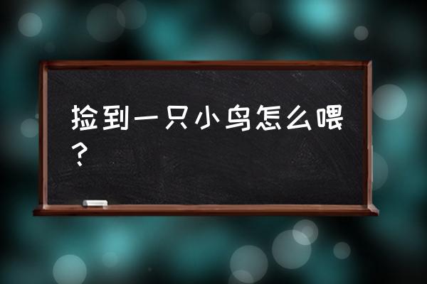 该怎么训练小鸟吃食 捡到一只小鸟怎么喂？