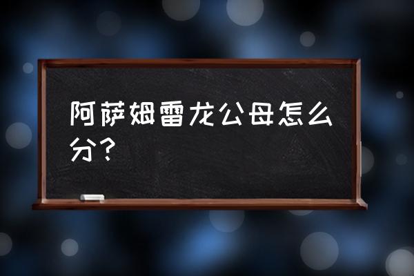 七彩雷龙鱼怎么分公母 阿萨姆雷龙公母怎么分？