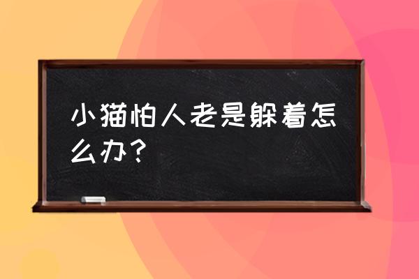 三个月小猫怕人老是躲着怎么办 小猫怕人老是躲着怎么办？