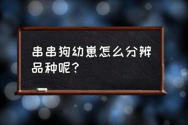 哪个软件可以识别狗狗的品种 串串狗幼崽怎么分辨品种呢？