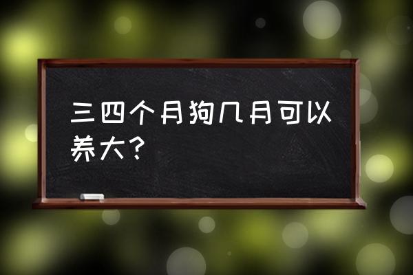 三四个月小狗一天吃多少顿 三四个月狗几月可以养大？