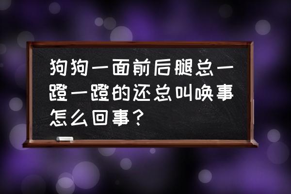 老年狗狗为什么夜里老是走来走去 狗狗一面前后腿总一蹬一蹬的还总叫唤事怎么回事？