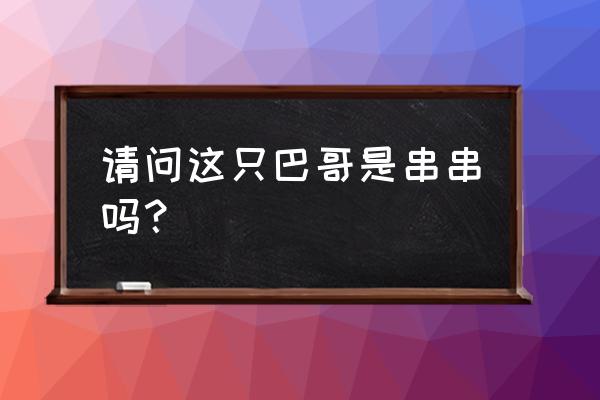 巴哥犬价格多少钱一只 请问这只巴哥是串串吗？