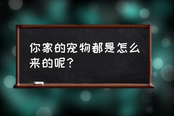 萨摩耶毛球手工制作 你家的宠物都是怎么来的呢？