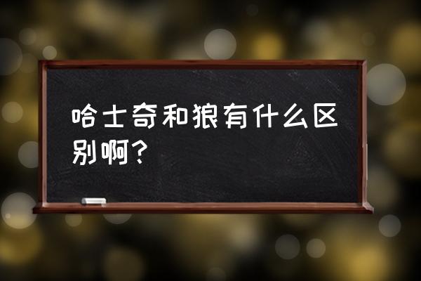 哈士奇的习性和性格 哈士奇和狼有什么区别啊？