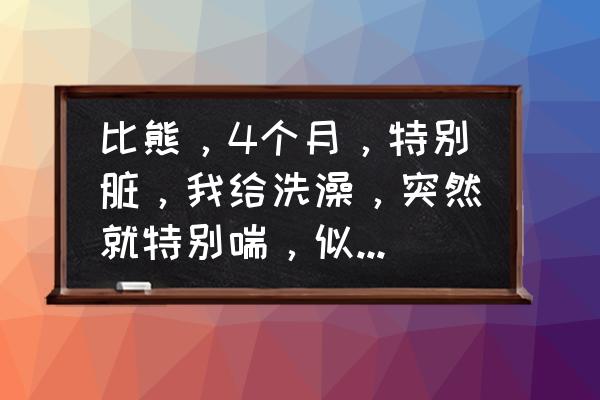 小比熊洗澡脏了怎么办 比熊，4个月，特别脏，我给洗澡，突然就特别喘，似乎要窒息，为什么？