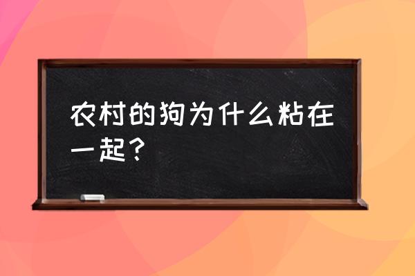 狗还保留着狼哪些习性 农村的狗为什么粘在一起？