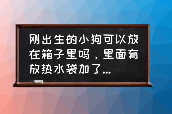 刚买到家的狗狗怎么养 刚出生的小狗可以放在箱子里吗，里面有放热水袋加了几层毛巾，温度会不会低，还要不要给它盖上毛巾？