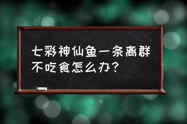 怎么解决鱼不吃食 七彩神仙鱼一条离群不吃食怎么办？