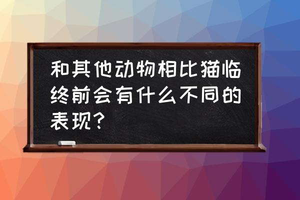 猫咪临终前的三个小细节 和其他动物相比猫临终前会有什么不同的表现？