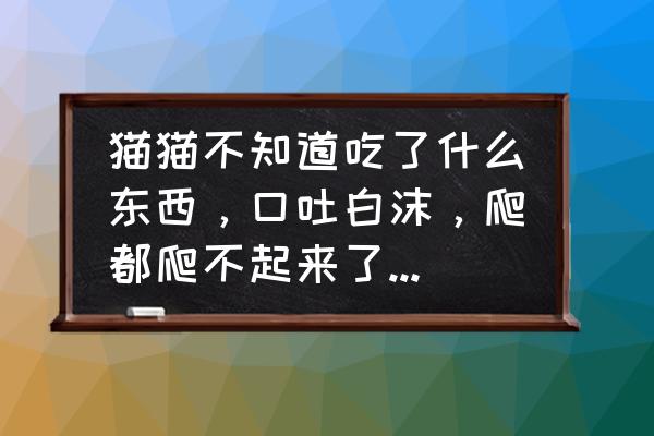 小猫吐白沫沫怎么办吃什么药 猫猫不知道吃了什么东西，口吐白沫，爬都爬不起来了。怎么救？