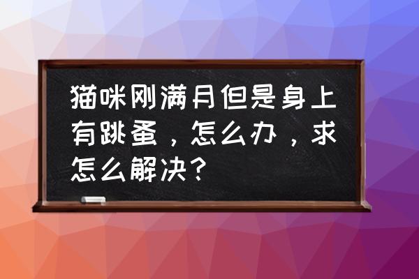 小奶猫身上全是跳蚤怎么去除 猫咪刚满月但是身上有跳蚤，怎么办，求怎么解决？