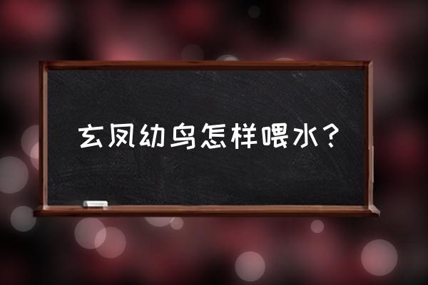 玄凤鹦鹉怎么喂食最好 玄凤幼鸟怎样喂水？