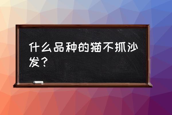 什么沙发面料不怕猫抓 什么品种的猫不抓沙发？