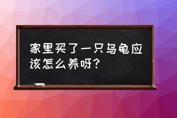 小乌龟怎么养需要买什么东西 家里买了一只乌龟应该怎么养呀？