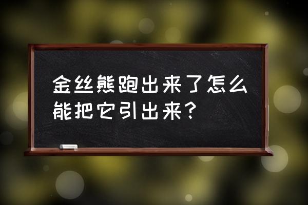 金丝熊新手要注意什么事项 金丝熊跑出来了怎么能把它引出来？