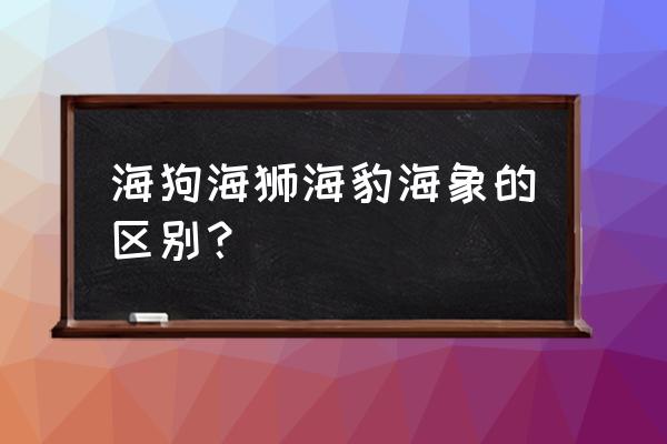 小海狗怎么折简单又漂亮 海狗海狮海豹海象的区别？