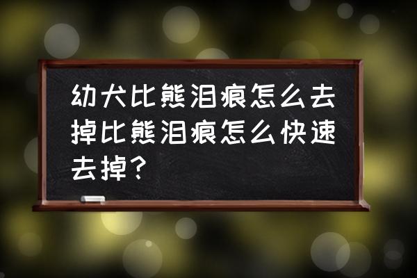 比熊如何快速去除泪痕的方法 幼犬比熊泪痕怎么去掉比熊泪痕怎么快速去掉？